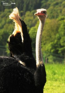 Unser Strauß