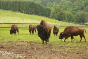 Bisons_2016_Juni_ (28) - Kopie